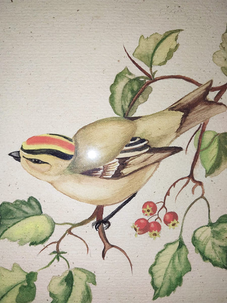 Tasha Tudor Original Vintage Antique America Illustration Watercolor Rockefeller Christmas "Golden - Crowned Kinglet" With Holly Watercolor Painting
