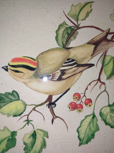Tasha Tudor Original Vintage Antique America Illustration Watercolor Rockefeller Christmas "Golden - Crowned Kinglet" With Holly Watercolor Painting