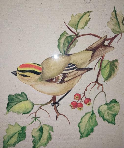 Tasha Tudor Original Vintage Antique America Illustration Watercolor Rockefeller Christmas "Golden - Crowned Kinglet" With Holly Watercolor Painting