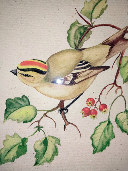 Tasha Tudor Original Vintage Antique America Illustration Watercolor Rockefeller Christmas "Golden - Crowned Kinglet" With Holly Watercolor Painting
