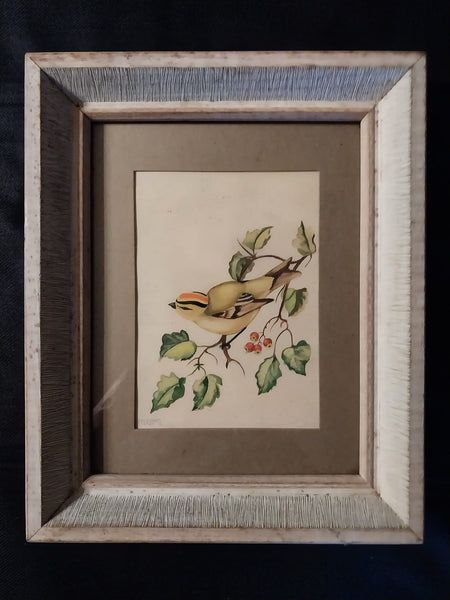 Tasha Tudor Original Vintage Antique America Illustration Watercolor Rockefeller Christmas "Golden - Crowned Kinglet" With Holly Watercolor Painting