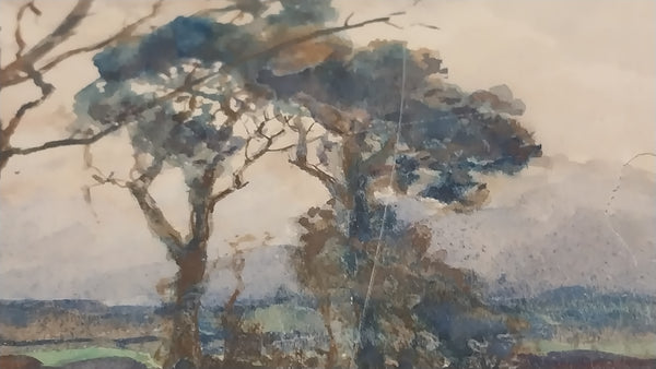 Henry Percy Gray Original Antique Monterey California Cypress Tree American Tonalism Landscape Watercolor Painting